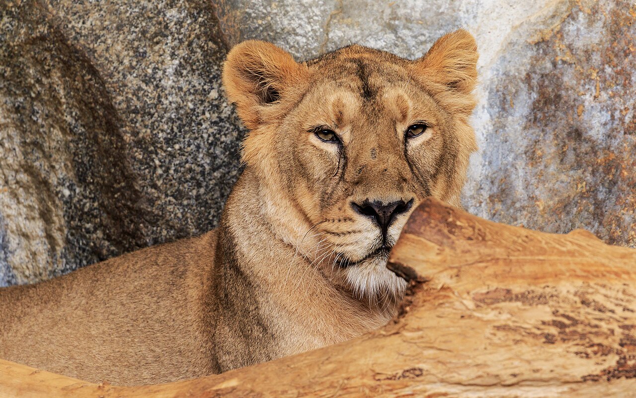 Tierpark Berlin in Berlin